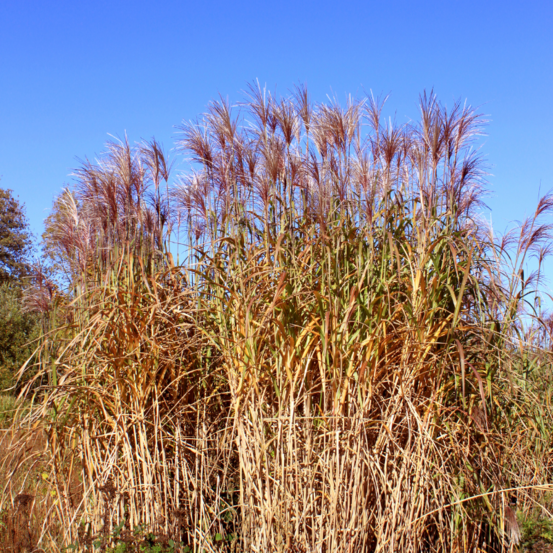 Roseau de chine graziella - miscanthus sinensis graziella 80/100 cm pot 3l