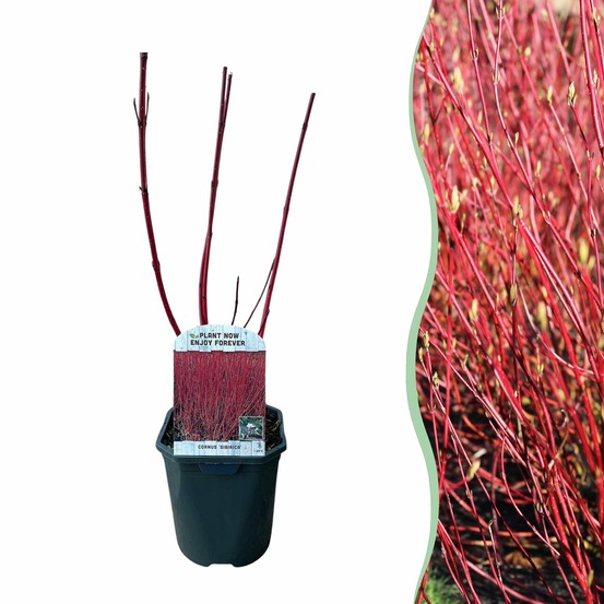 Cornus alba sibirica – lot de 1 – pot 17 cm – hauteur 45 cm