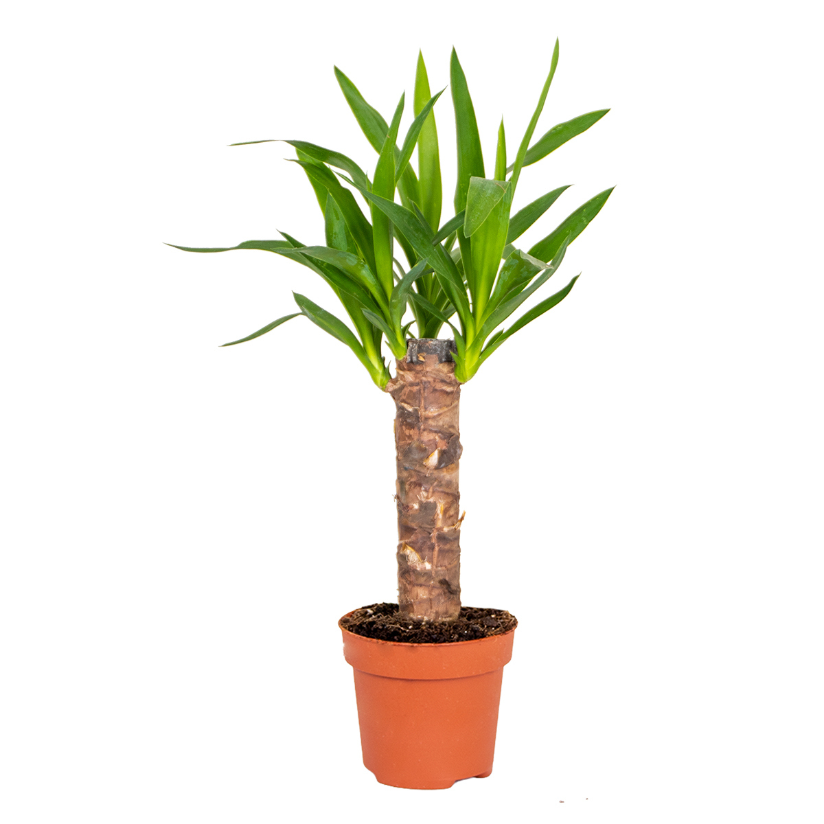 Yucca - lys de palmier par pièce - plante d'intérieur en pot de culture ⌀12 - ↕35-45 cm