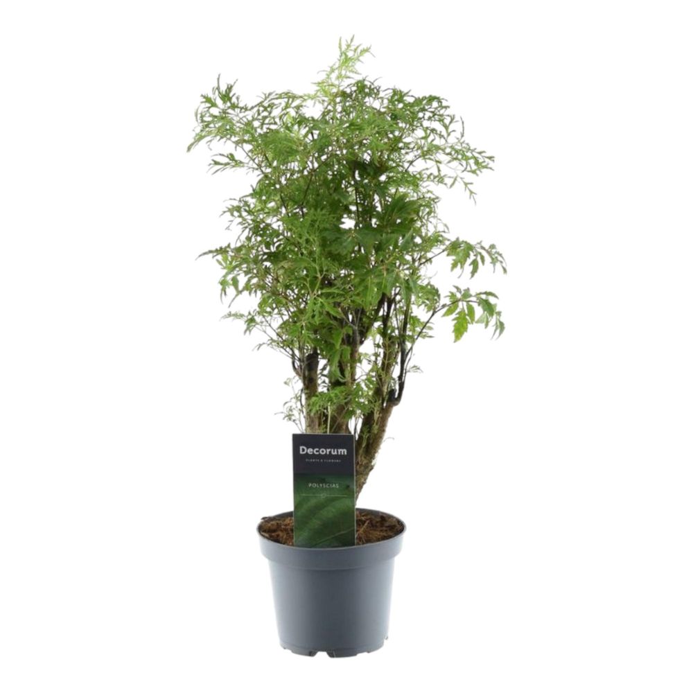 Polyscias hawaiiana ming - plantes d'intérieur