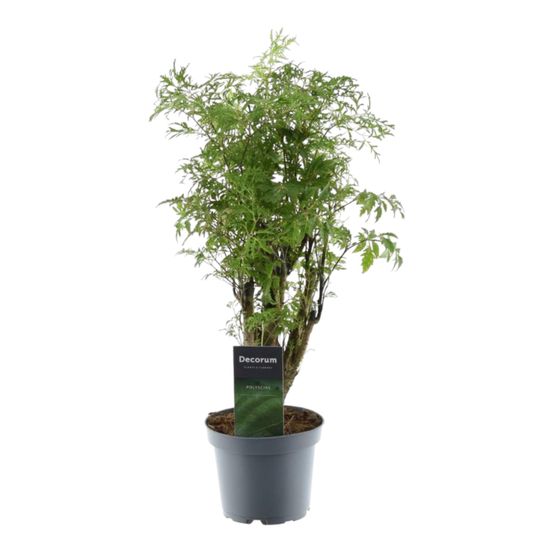Polyscias hawaiiana ming - plantes d'intérieur
