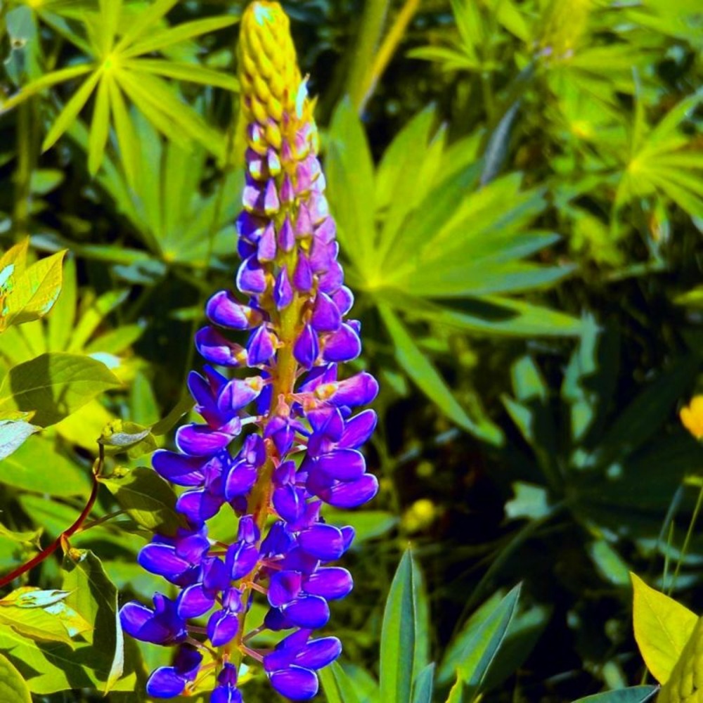 3 lupins 'the governor' (lupinus 'the governor')