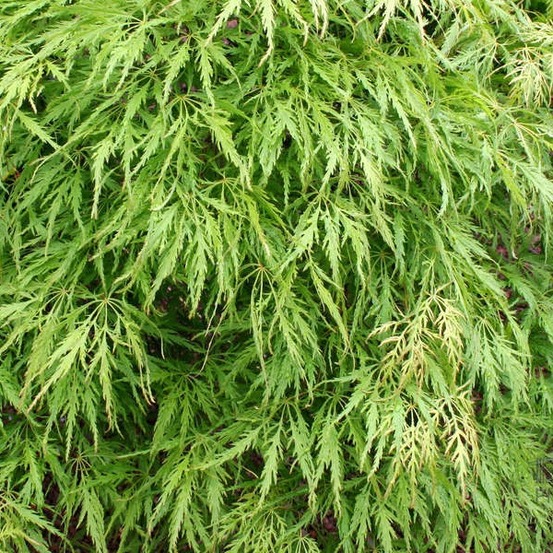 Érable du japon 'dissectum' - acer palmatum 'dissectum' - 50-60 cm pot