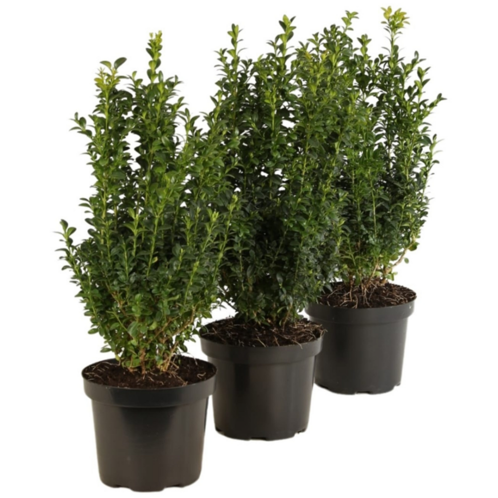 Buis commun - buxus sempervirens 25cm en pot