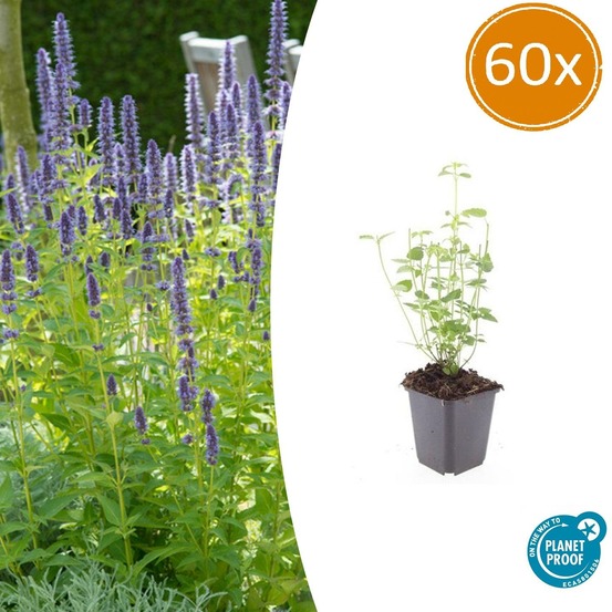 Agastache 'black adder' x60 – entre 3,75 et 5m2