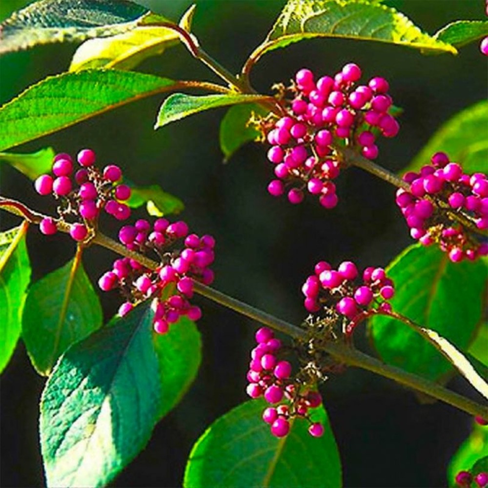 CALLICARPE BODINIER GF H30A50-(766486)