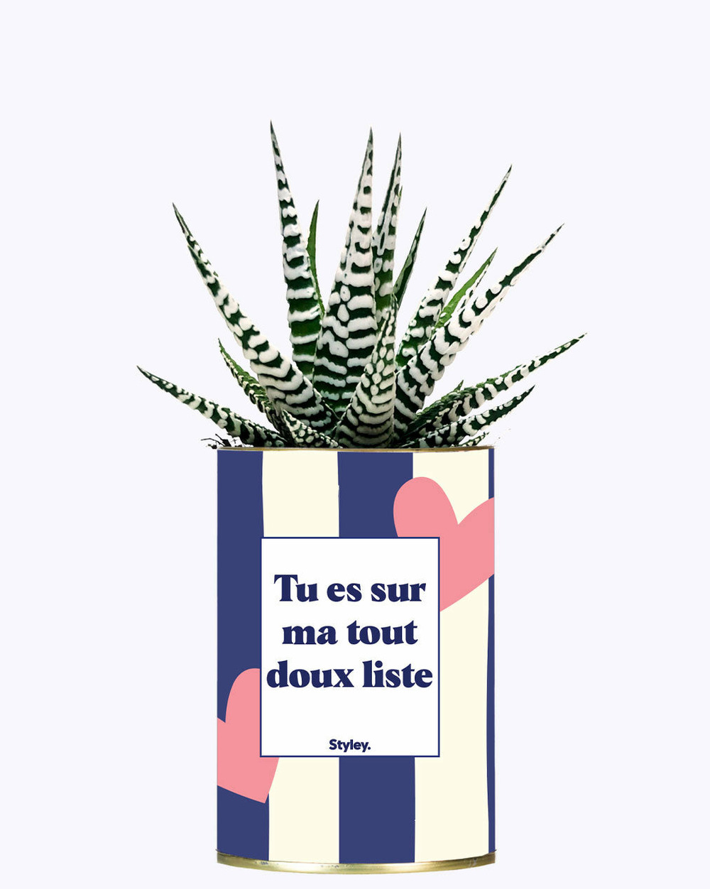 Plante facile à entretenir - tout doux list - cactus