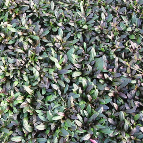 Bugle rampante velfredda, ajuga lot de 9 godets