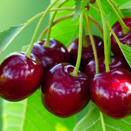 Cerisier 'Bigarreau Van'