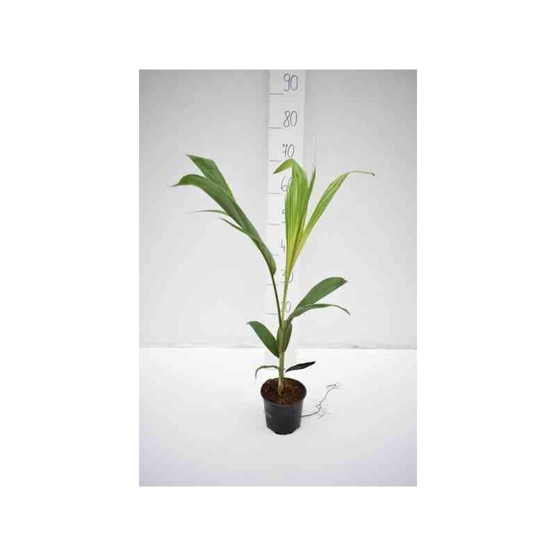 Archontophoenix cunninghamiana (palmier royal)   rose - taille pot de 2 litres - 60/80 cm multi troncs