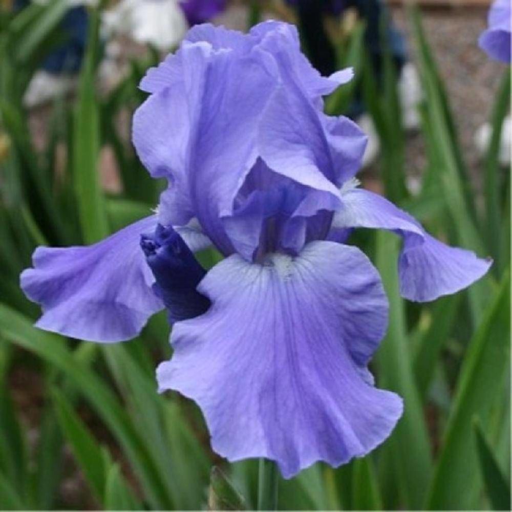 Iris des jardins pacific panorama godet - 5/20 cm