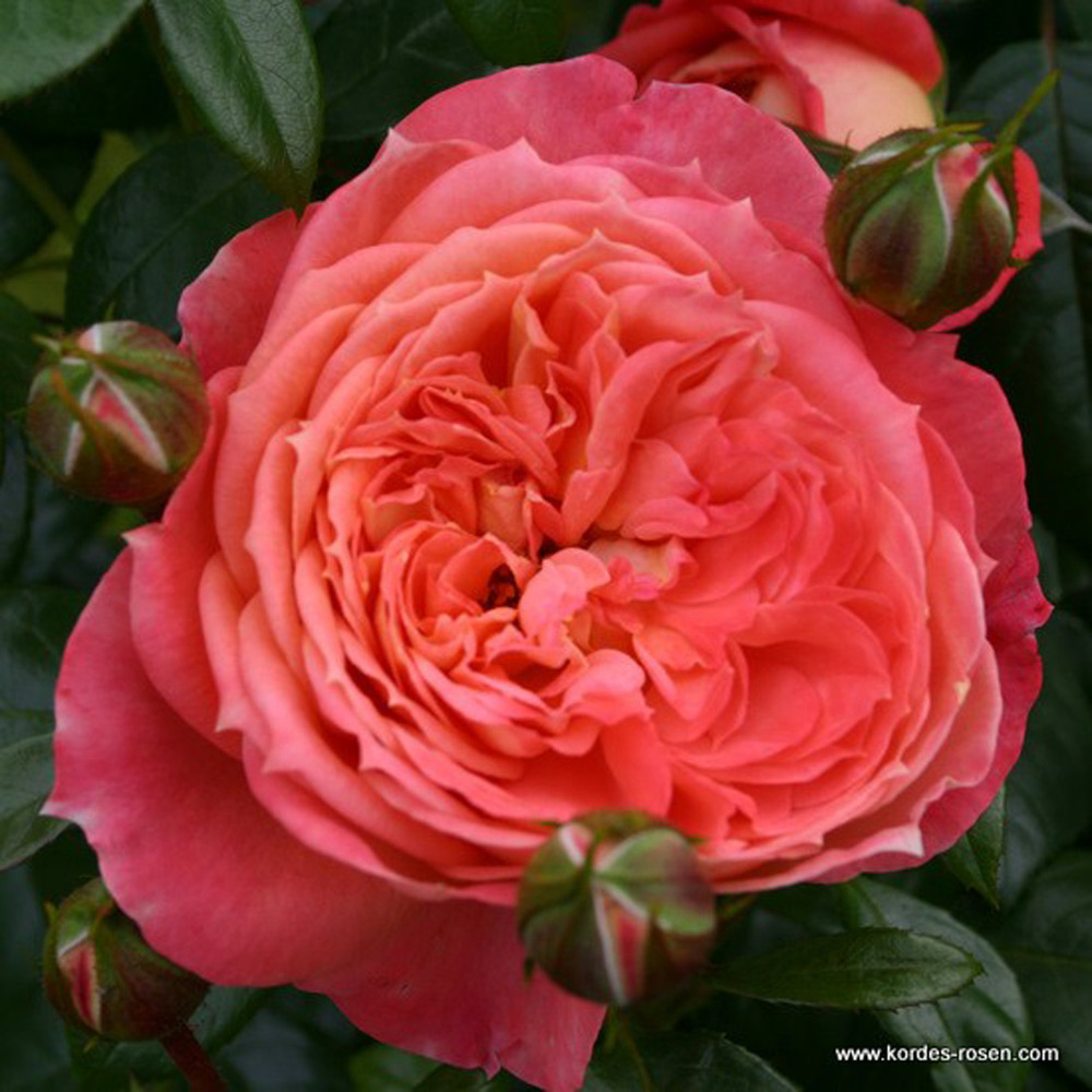 2 x kordes rose des fées - rosa 'queen of hearts'®