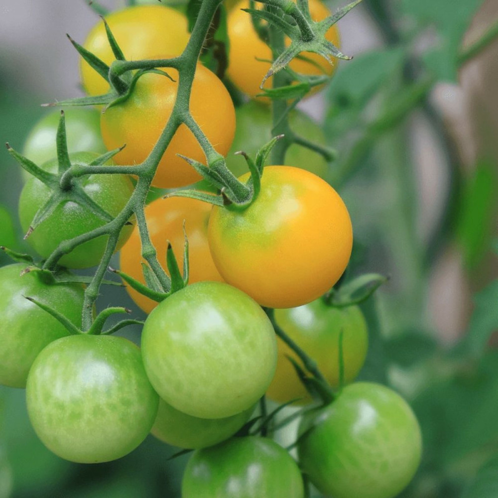 Plant de tomate stargold type cerise godet