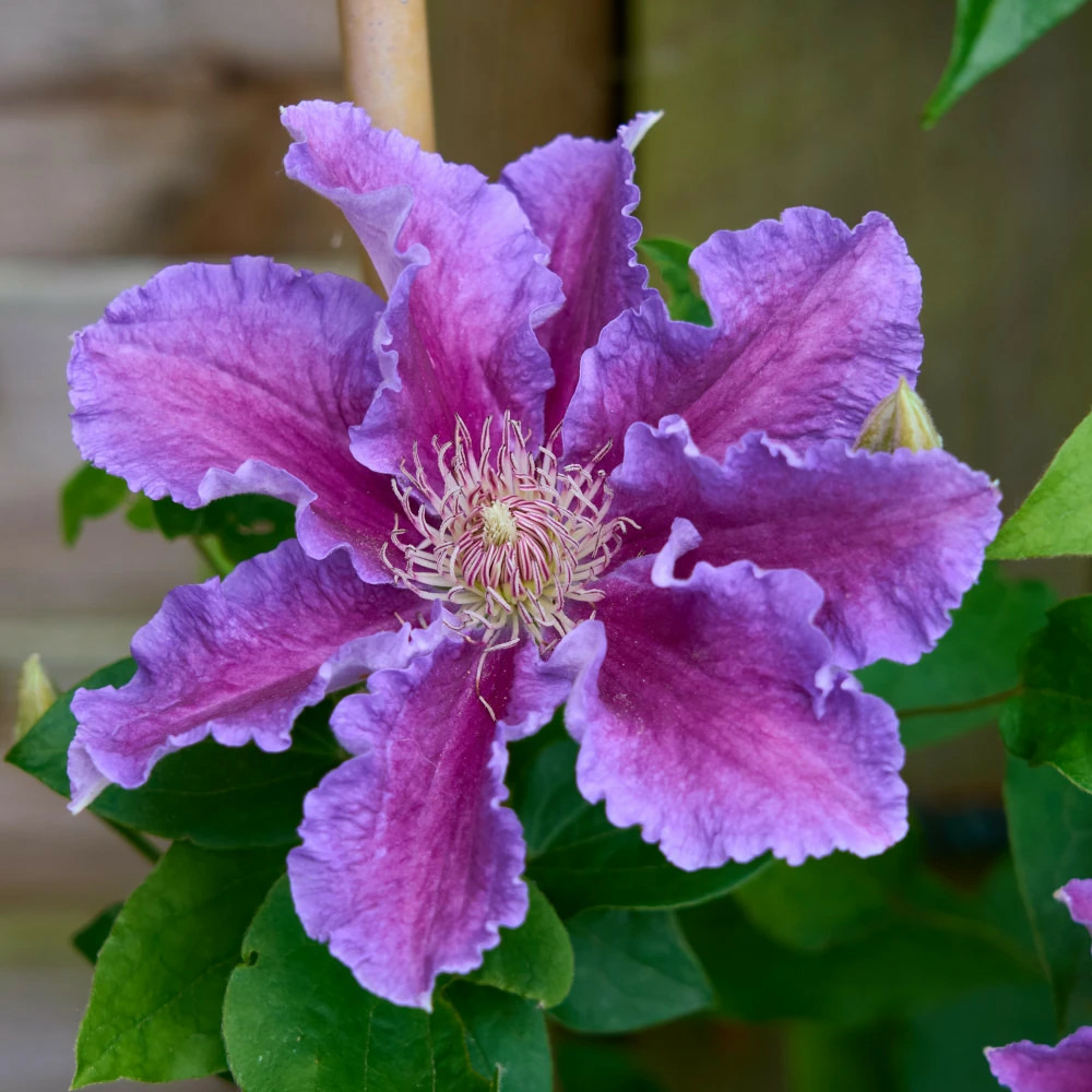 Clématite baroness fookes™ 'evigsy156' pot de 1,5l - tuteur bambou 30/60 cm