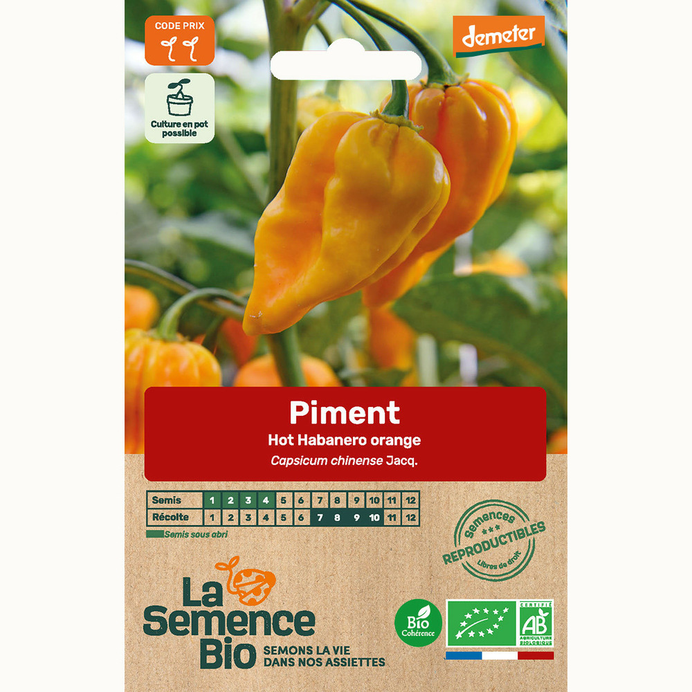 Piment hot habanero orange - graines bio