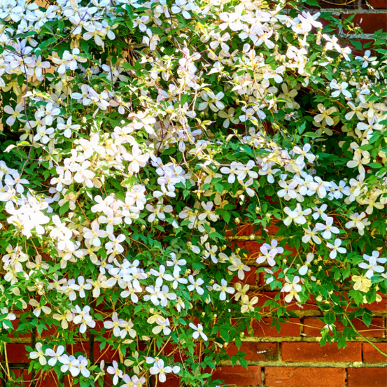 Clematite - clematis montana alba 70cm