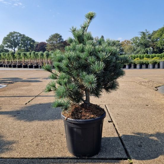 Pin blanc du japon 'negishi' pot 11l 50/60cm - pinus parviflora negishi
