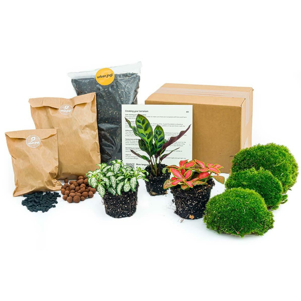 Kit rempotage plantes pour terrarium 3 plantes : calathéa + 2 fittonia -