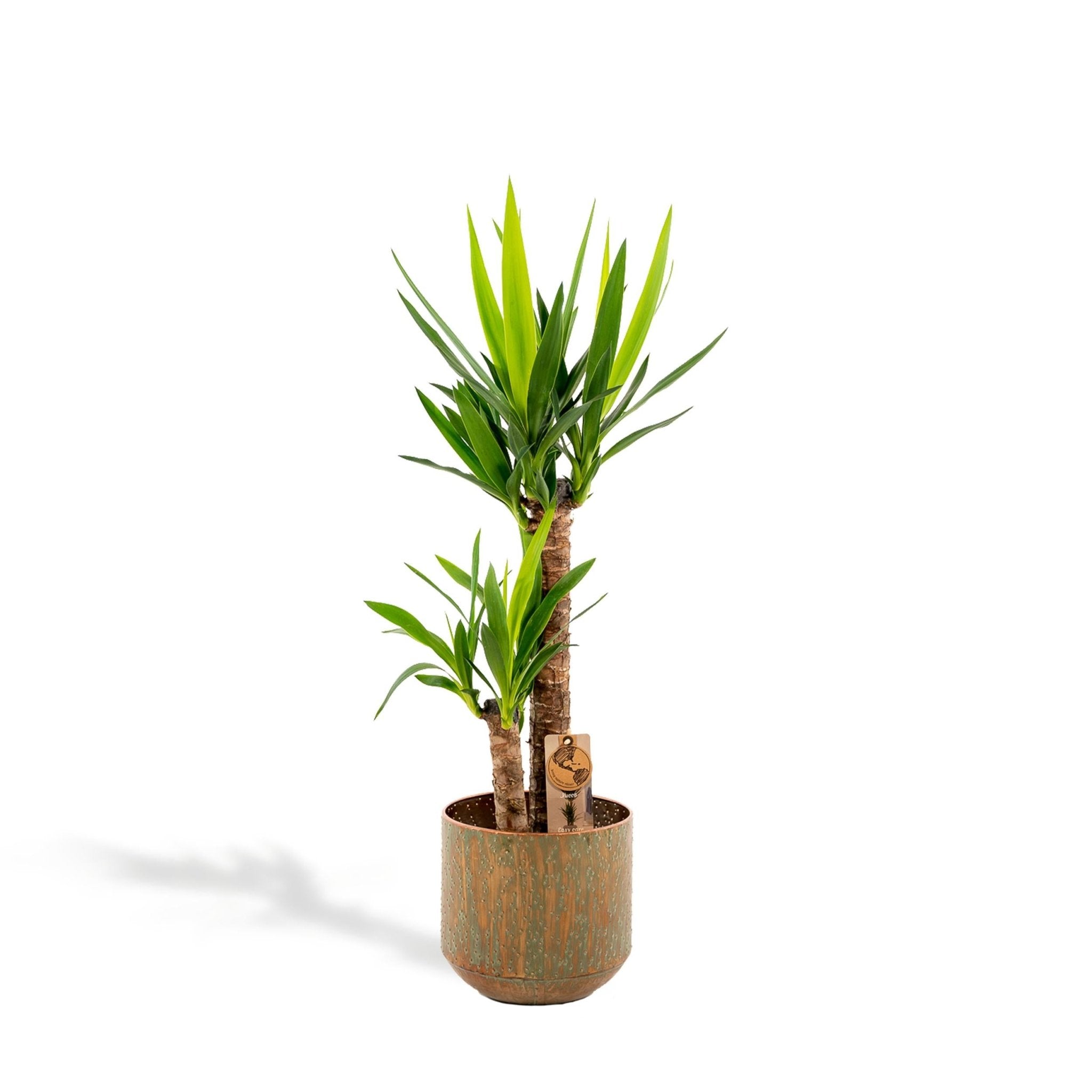 Plante d'intérieur - yucca et son cache h100cm 100cm