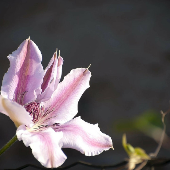 Clématite ithemba™ 'evipo157' pot de 1,5l - tuteur bambou 30/60 cm