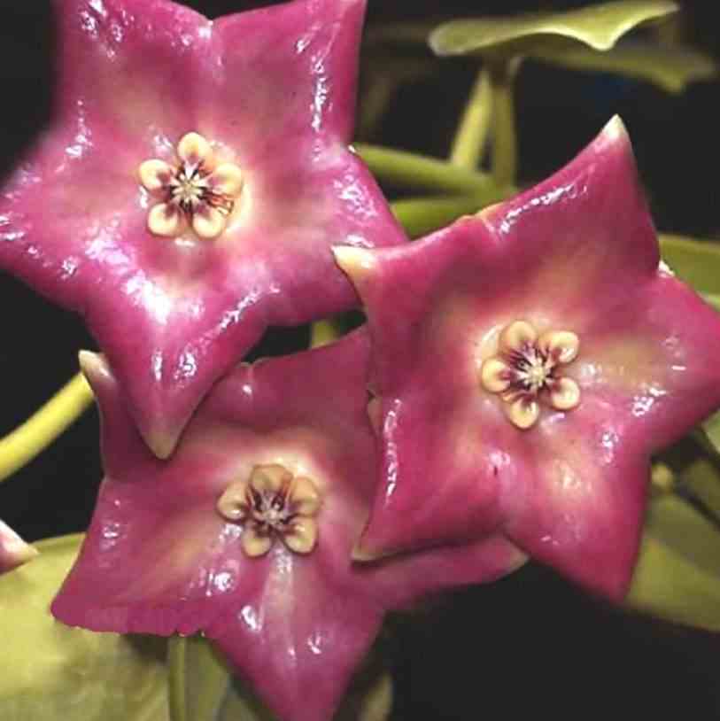 Hoya cv. Monette (fleur de porcelaine, fleur de cire)   rose - taille pot de 2 litres - 20/40 cm