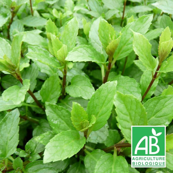 Menthe suisse - sans traitement godet - 5/20 cm