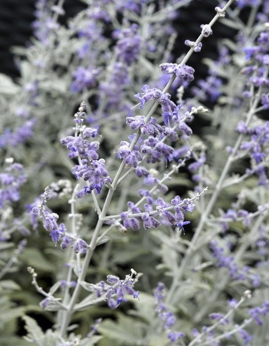 Sauge d'afghanistan 'silvery blue' pot de 3l/4l