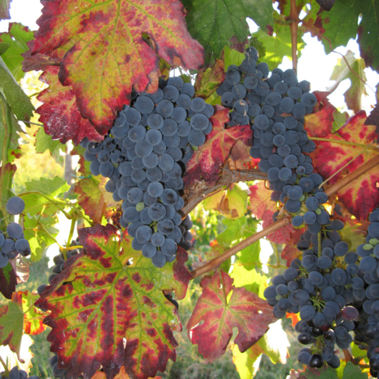 Pied de vigne suffolk red rouge - vitis vinifera suffolk red 120cm