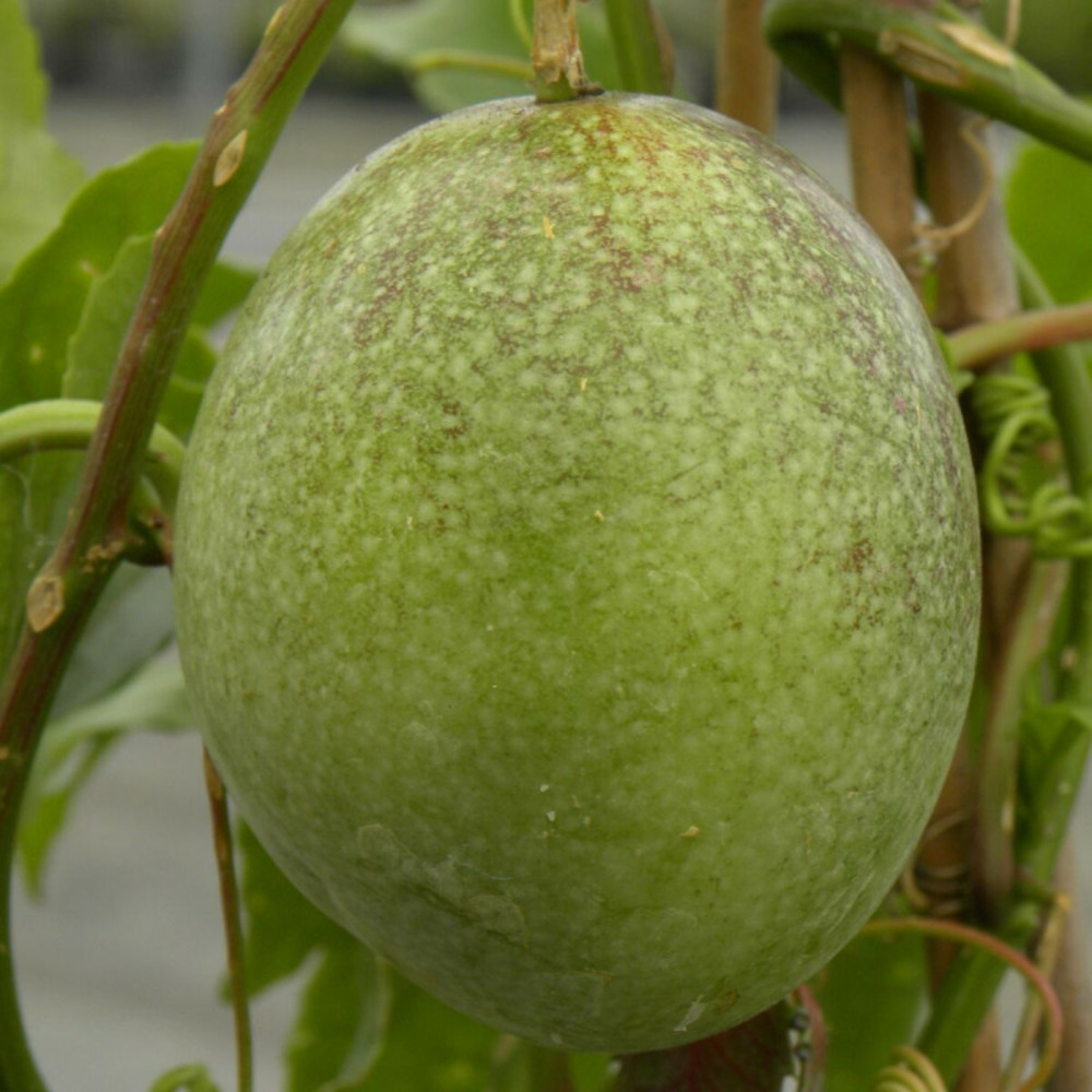 Passiflore edulis pot de 3l - echelle bambou 60/120 cm