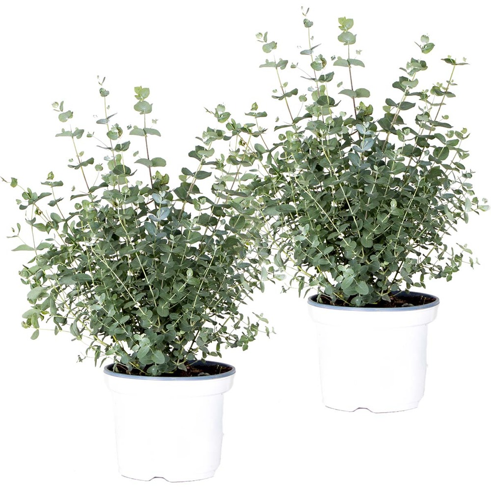 2x eucalyptus gunnii - gommier - arbuste - persistant – ⌀17 cm - ↕40-50 cm