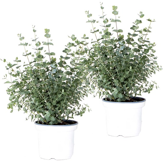 Lot de 2 - eucalyptus gunnii - gommier - arbuste - persistant - ⌀17 cm - 40-50 cm