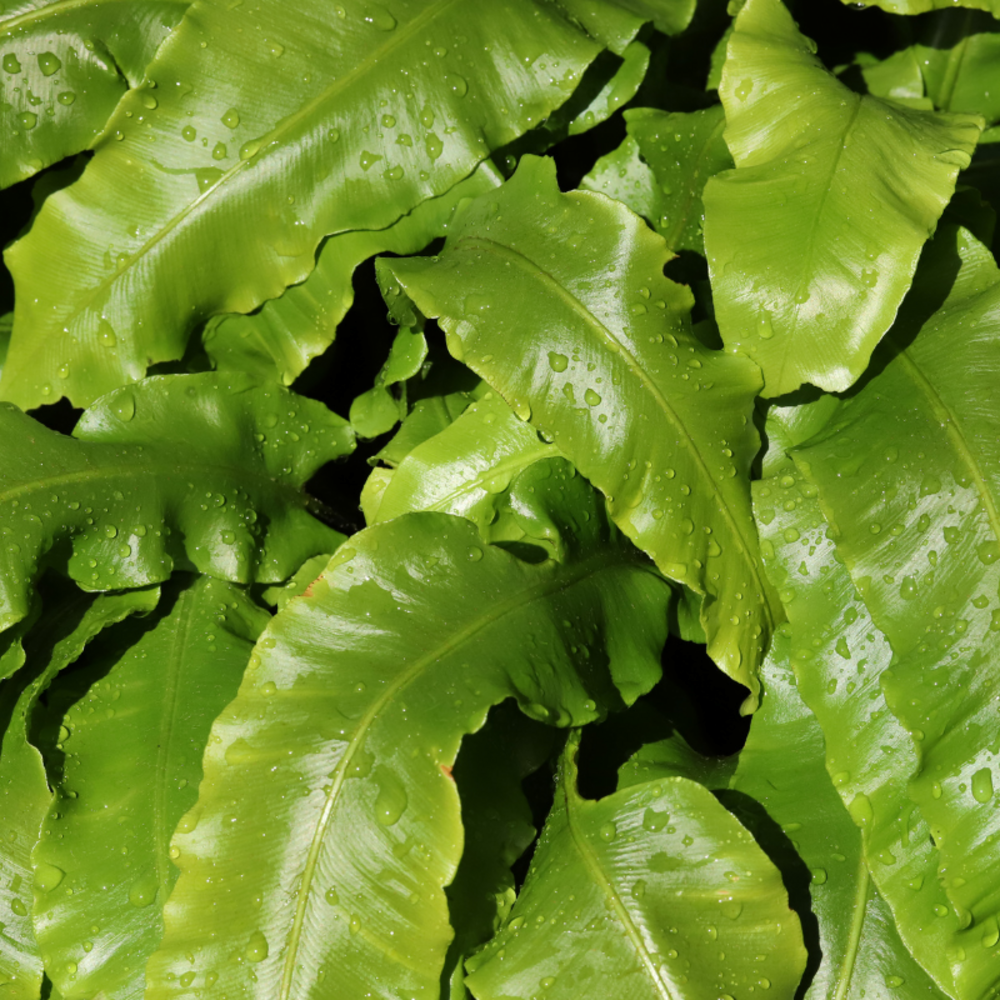 Langue de cerf - asplenium scolopendrium 10/15 cm pot 2l