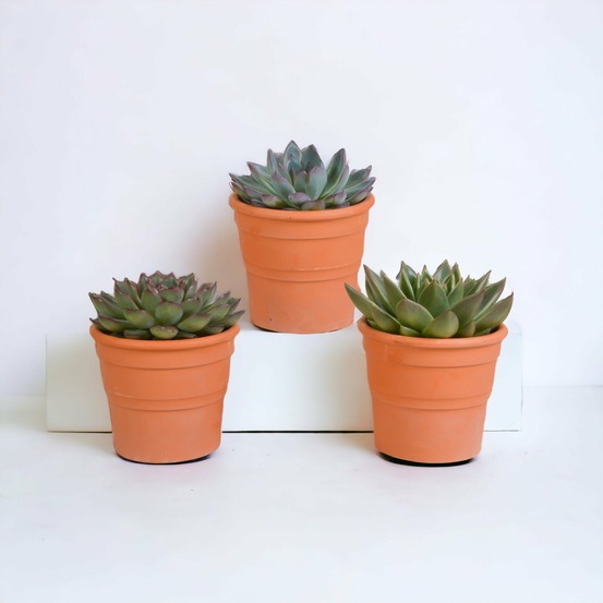 Coffret cadeau echeveria et ses caches-pots terracotta - lot de 3 plantes, h21cm