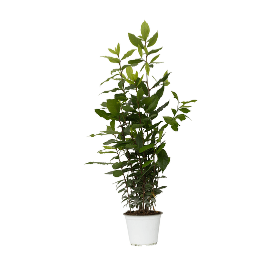 Laurier noble - laurus nobilis - hauteur 30-40cm - ⌀14cm
