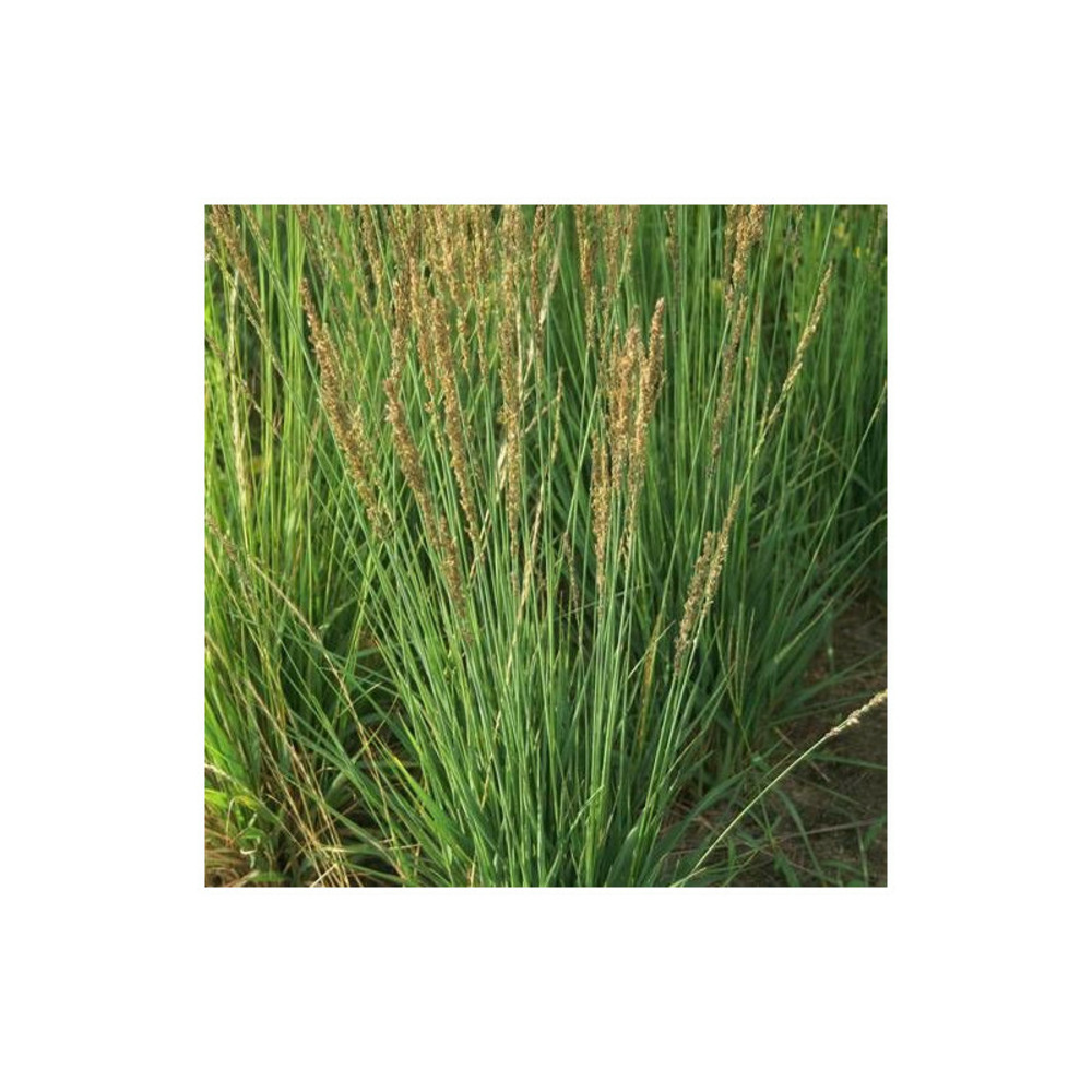 Molinie bleue moorhexe lot de 9 godets