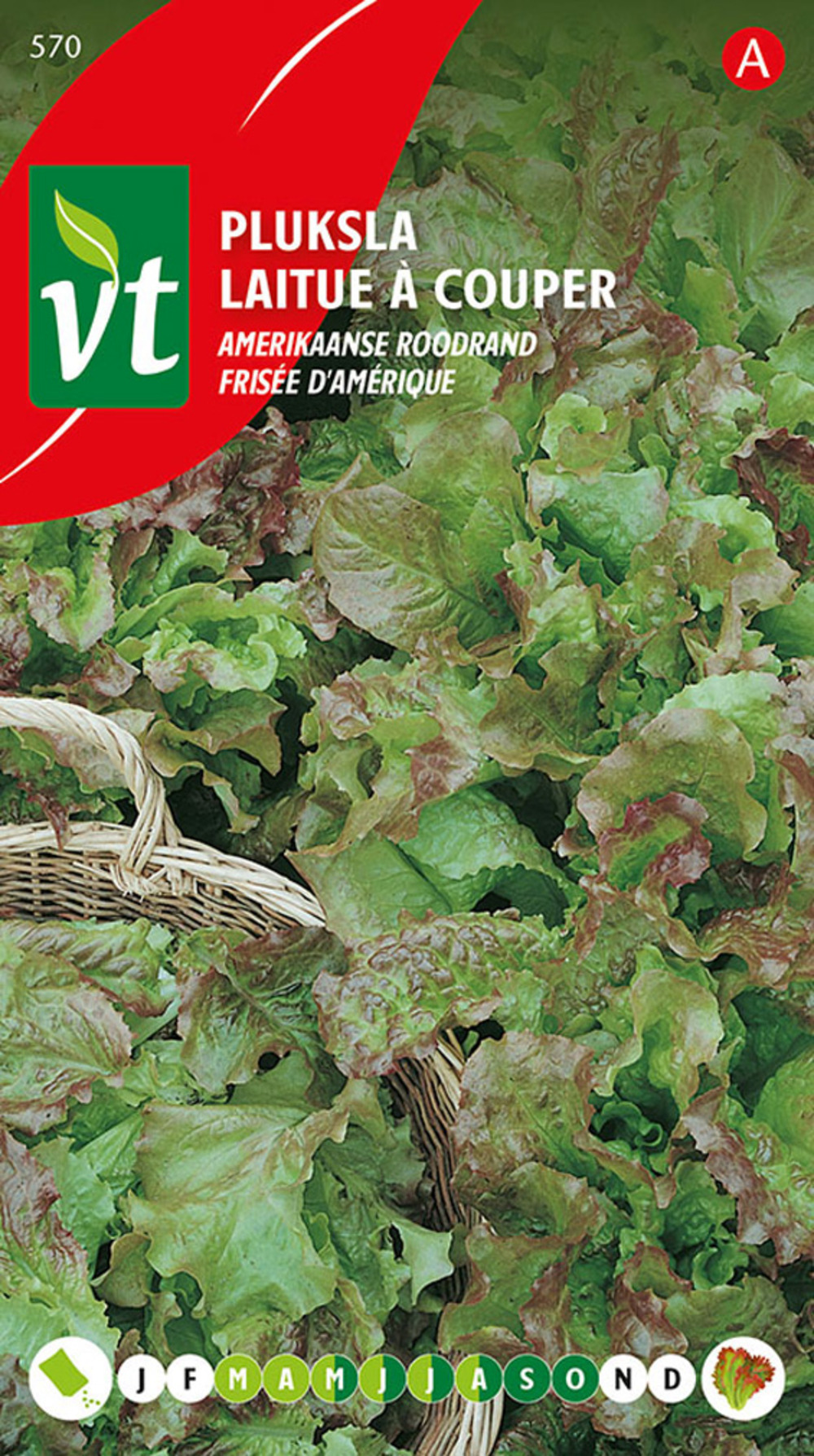 Laitue a couper frisee d'amerique - ca. 4 gr (livraison gratuite)