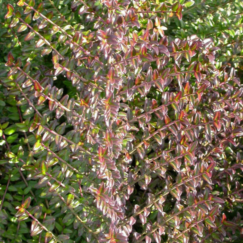 Chèvrefeuille arbustif, lonicera à feuilles de buis pot de 3l - 20/40 cm