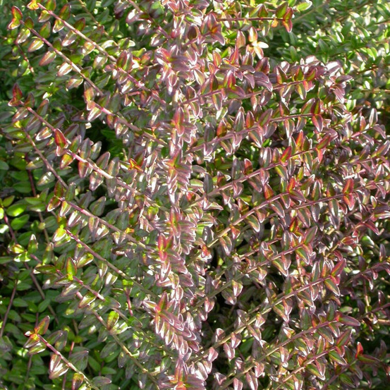 Chèvrefeuille arbustif, lonicera à feuilles de buis pot de 3l - 20/40 cm