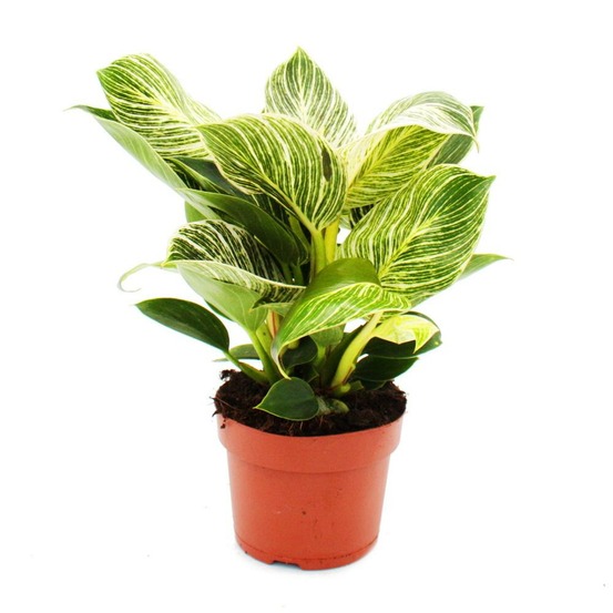 Philodendron white wave - ami arbre rayé blanc - pot 12cm