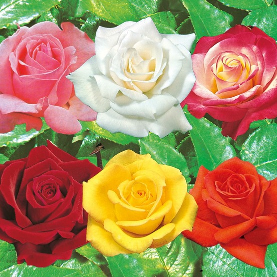 Collection rosiers buissons - 6 rosiers