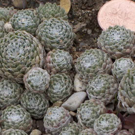 6 x joubarbe toile d'araignée - sempervivum arachnoideum - godet 9cm x 9cm