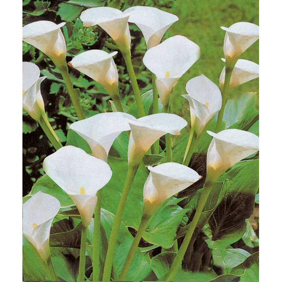 Arum (calla) blanc 1 bulbe