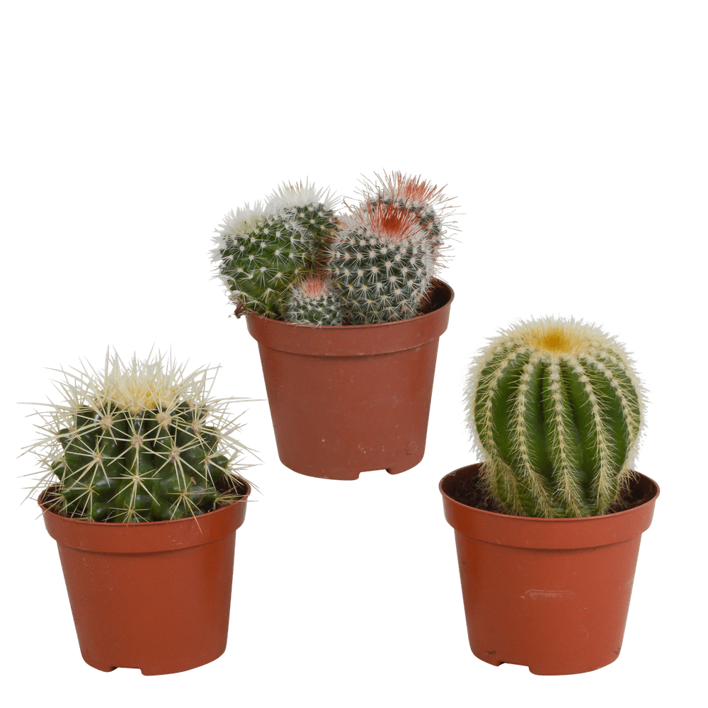 Mélange de cactus boule - sans pot - ø8,5cm - ↕16cm - plante d’intérieur