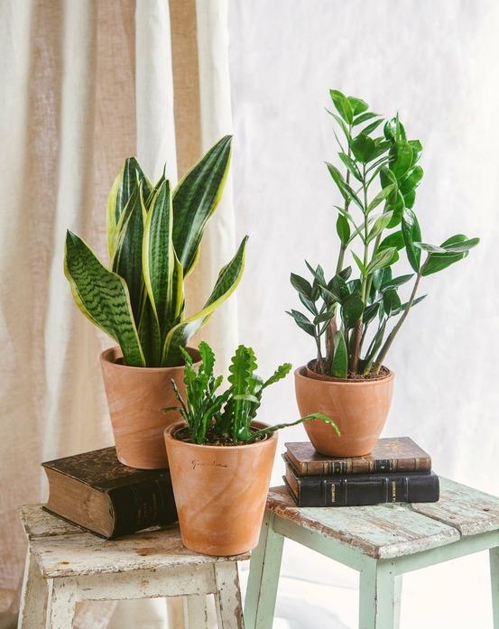 Trio de plantes - easy care | entretien facile 35cm - plante d'intérieur