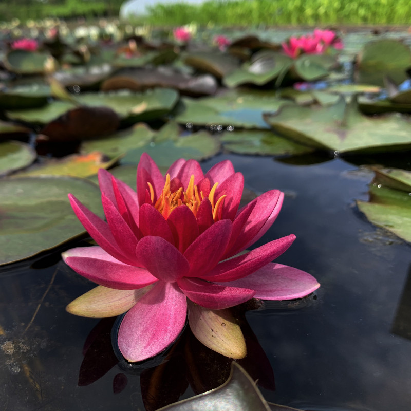 Nymphaea 'perry's strawberry pink' - nénuphar mature en racines nues