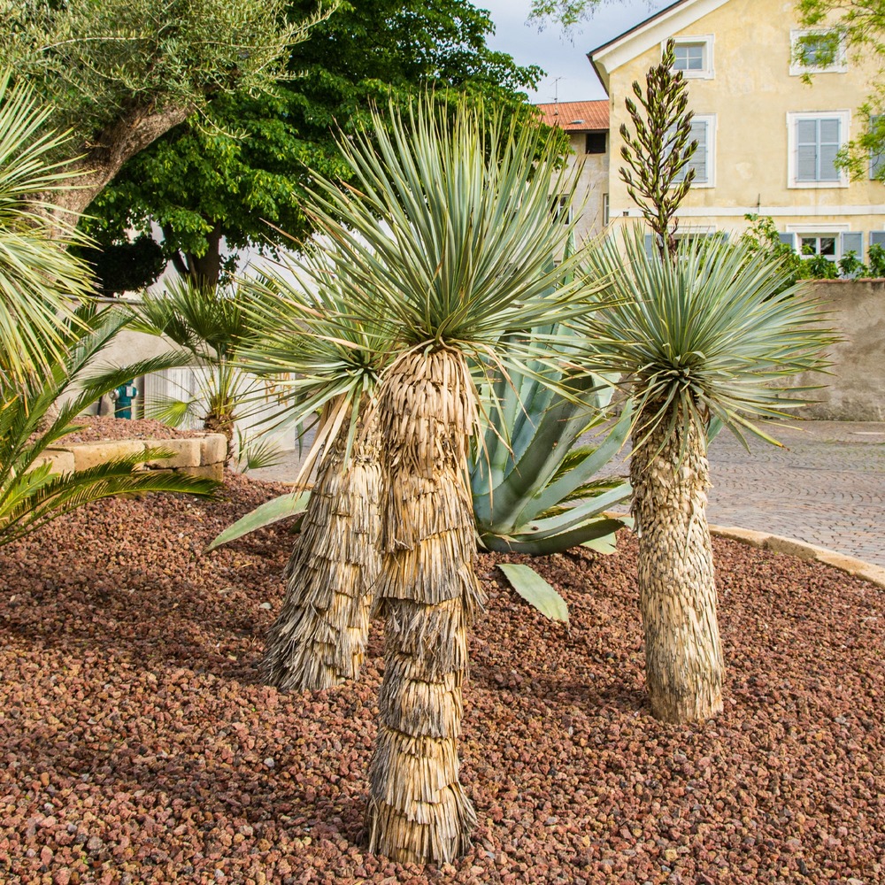 Yucca bleu - le pot / ø 9cm