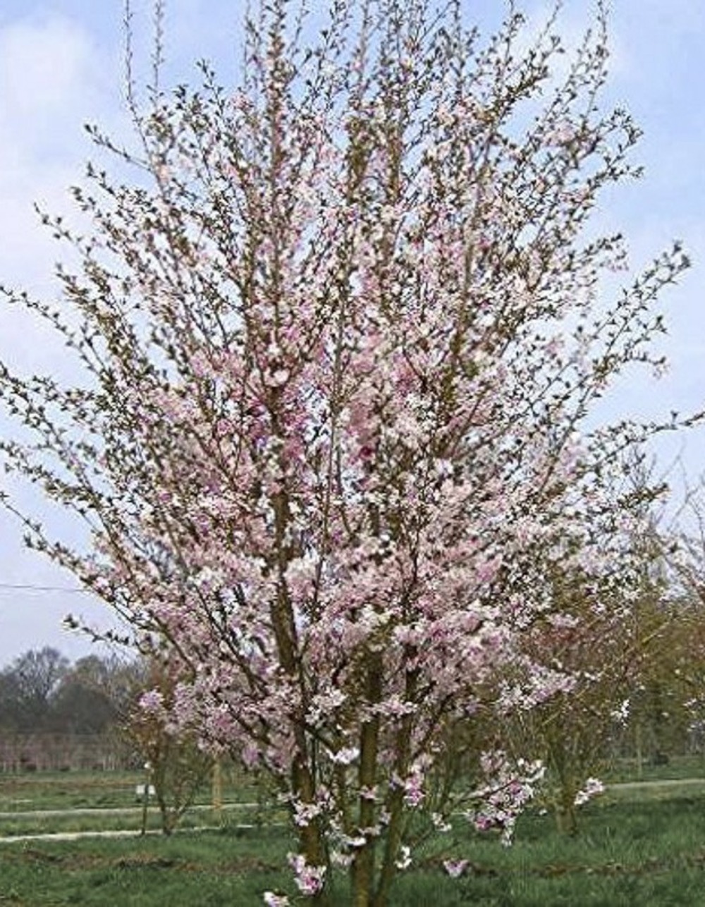 Cerisier du japon 'fukubana' pot de 4l/5l