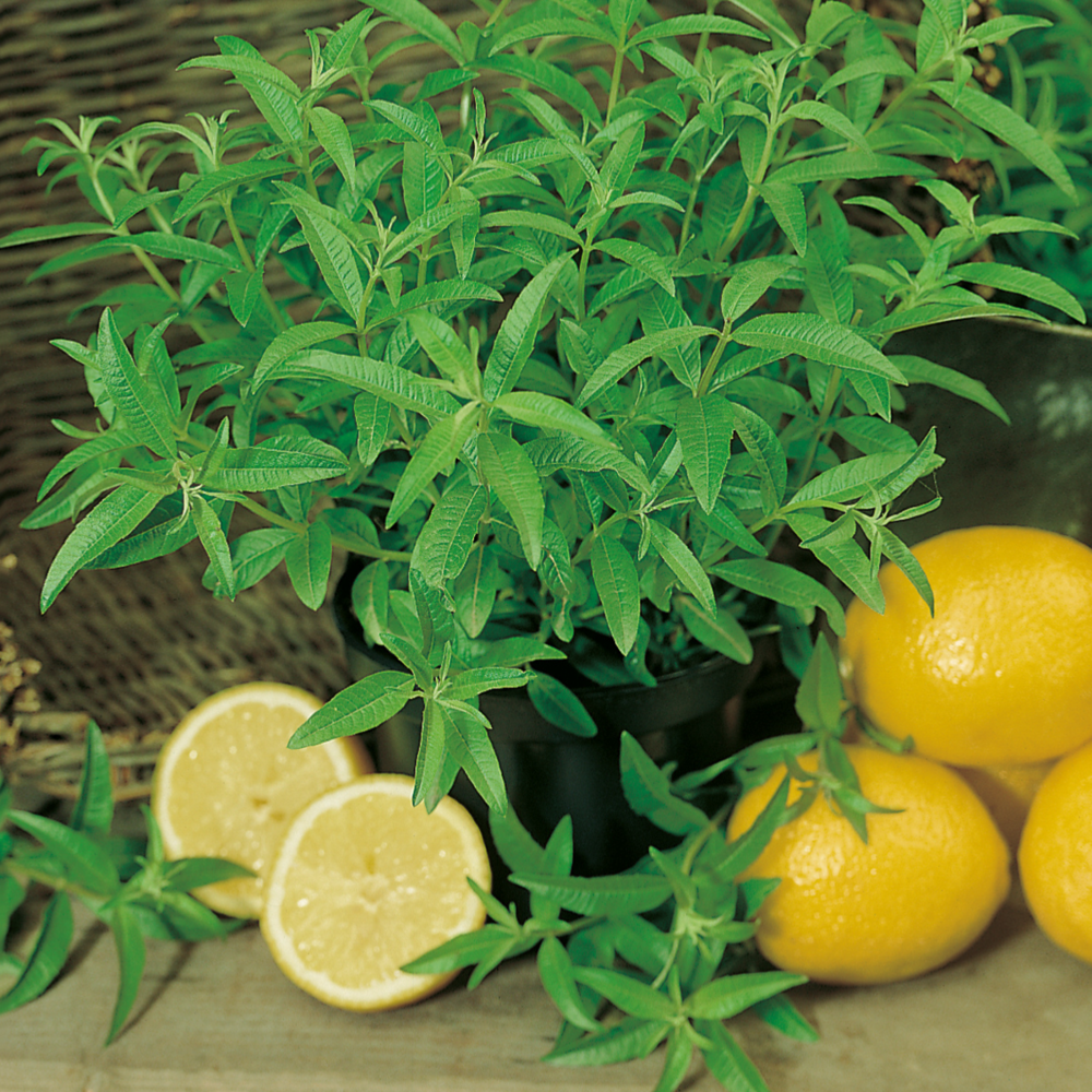 Verveine citronnelle - lot de 2 godets