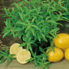 Verveine citronnelle - lot de 2 godets