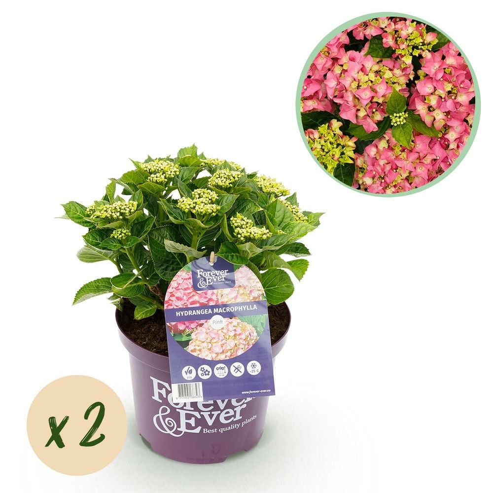 Hortensia forever ever - lot de 2 - pot 23 cm - hauteur 55 cm